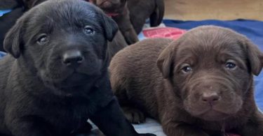 5 Chocolate and 2 black Labrador retriever puppies