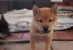 Purebred Japanese Shiba Inu puppies for sale