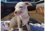 Stunning Pitbull puppies