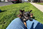 5 little Chihuahua puppies for sale