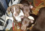 Cheap Amstaff puppies for sale