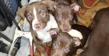 Cheap Amstaff puppies for sale