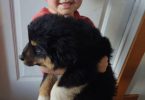 2025 Border Aussie puppies ready to go