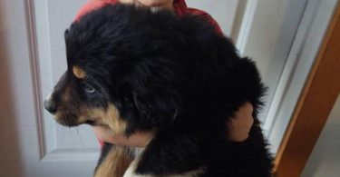 2025 Border Aussie puppies ready to go