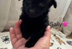 6 weeks old Maltipoo puppies for sale
