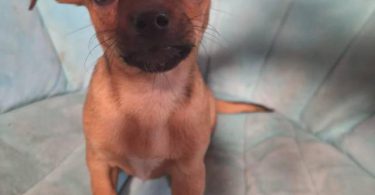 2 Chiweenie puppies need a loving home