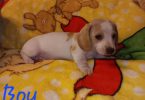 4 miniature dachshund puppies available