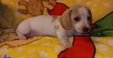4 miniature dachshund puppies available