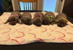 ICCF full registered Cane Corso puppies for sale