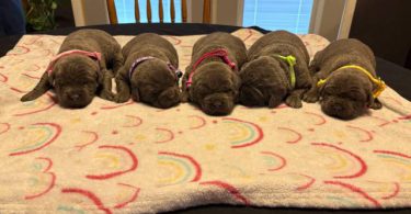 ICCF full registered Cane Corso puppies for sale