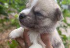 Pomsky Chihuahua puppies for sale