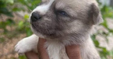Pomsky Chihuahua puppies for sale