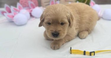 2025 AKC Golden Retriever puppies for sale