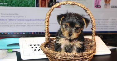 FULLBRED YORKIE PUPPY FOR SALE