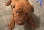 Cute baby pit puppies