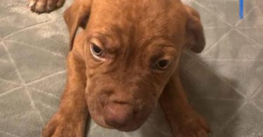 Cute baby pit puppies
