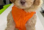 Cute Mini Whoodle puppy for sale