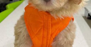 Cute Mini Whoodle puppy for sale