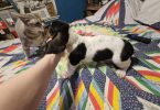 2 baby bassett hound puppies need a home