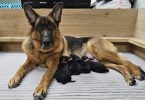 German Shepherd Puppies Wisconsin