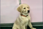 Male Golden Retriever Pup