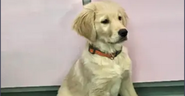 Male Golden Retriever Pup