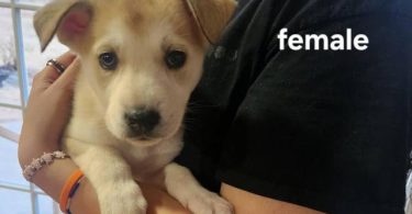 Puppies Gerberian Shepsky for sale