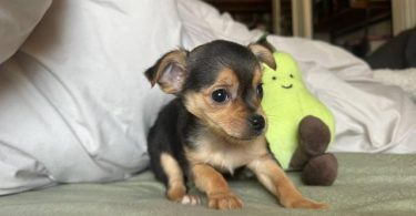 MALE CHORKIE PUPPIES FOR SALE