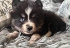 Playful mini Pomskies for sale