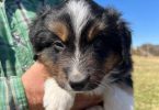 Merle and tricolor Aussie puppies