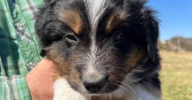 Merle and tricolor Aussie puppies