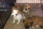 VERY CHEAP CHIHUAHUA PUPPIES