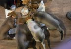 6 Australian cattle dog puppies for sale