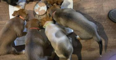 6 Australian cattle dog puppies for sale