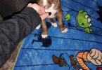 2 Pitbull puppies available