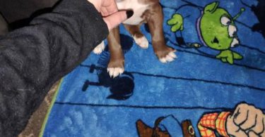 2 Pitbull puppies available