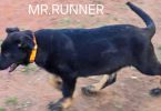 4 months old German Shepherd puppies for sale