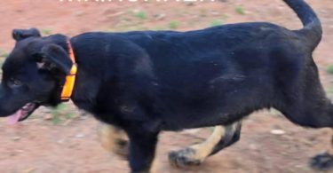 4 months old German Shepherd puppies for sale