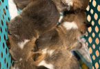 Purebred Pembroke Welsh Corgi puppies for sale