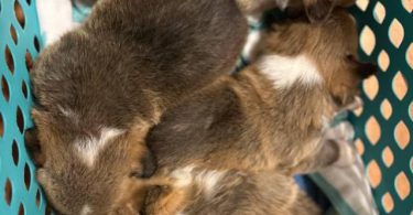Purebred Pembroke Welsh Corgi puppies for sale