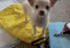 Beautiful long-haired Chihuahua puppy