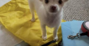 Beautiful long-haired Chihuahua puppy