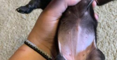 Female Chiweenie puppies for sale