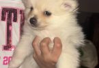 Purebred Pomeranian puppies for sale