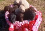 Farm raised Labradoodles