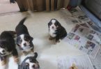 AKC Bernese mountain dog puppies for sale