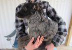 2 Miniature Labradoodles for sale
