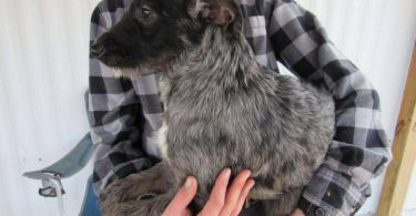 2 Miniature Labradoodles for sale