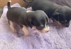 Purebred Chihuahua puppies