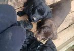 5 Lab puppies for adoption